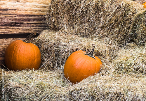 Autumn decoration. Orange pumpinks laying in hay with decorative rustic wood in the background.