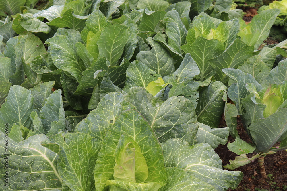 Spitzkohl im Gemüsebeet. Spitzkohl im Gemüsebeet.
