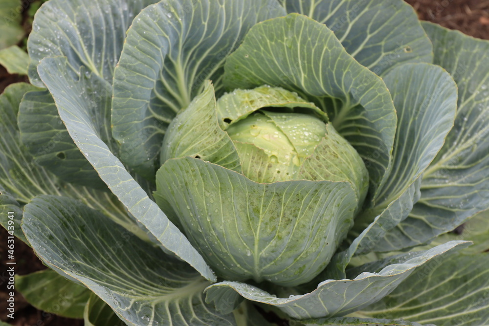 Fototapeta premium Weißkohl im Garten. Kohlkopf.
