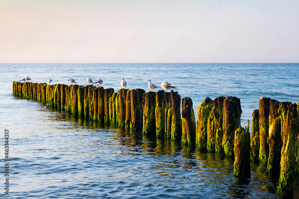 seagulls on breakwater - obrazy, fototapety, plakaty 