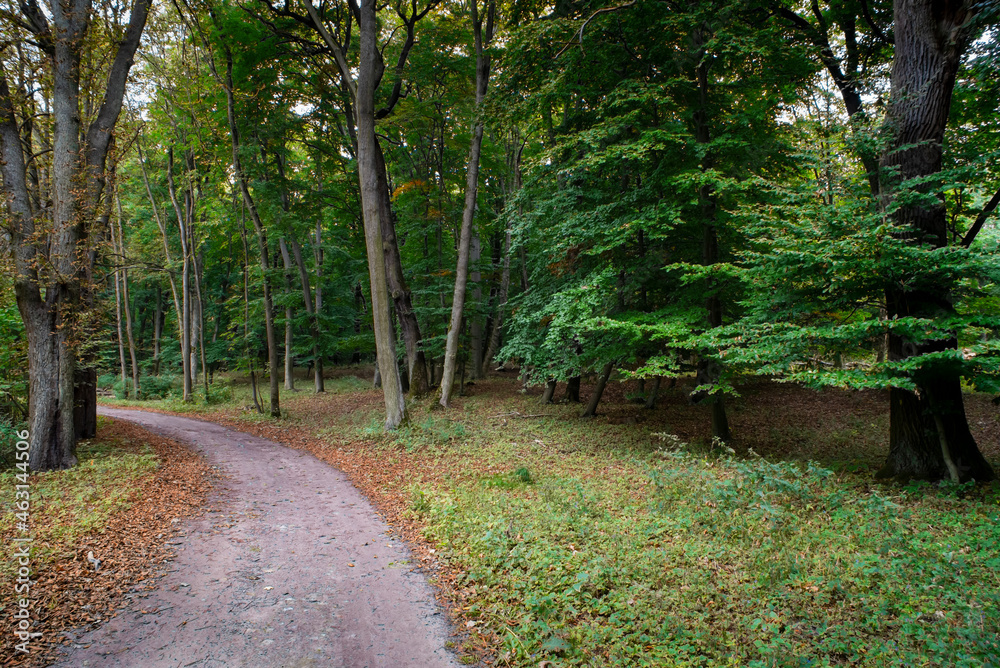 Obraz premium path in the forest