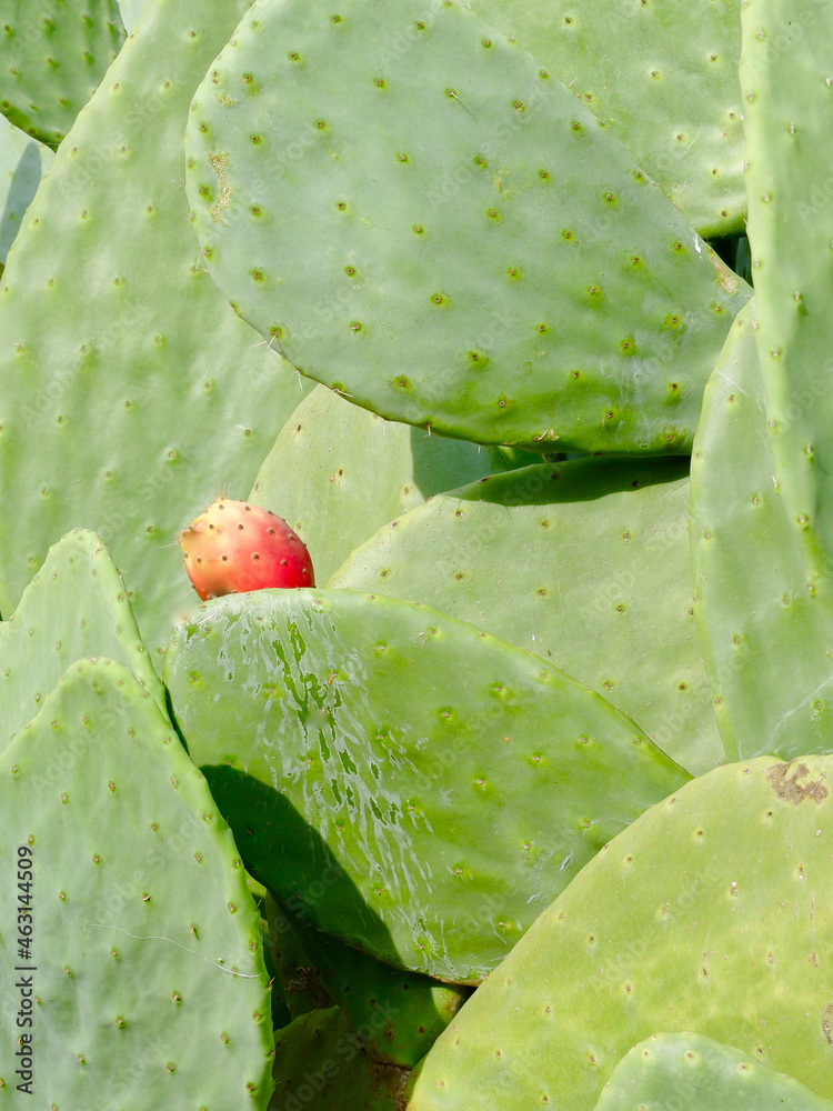 Huge green cactus growing outside in rural area of Portugal. Vertical photo Huge green cactus growing outside in rural area of Portugal. Vertical photo