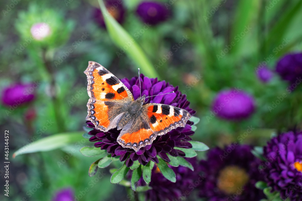 orange butterfly on flowers in summer orange butterfly on flowers in summer