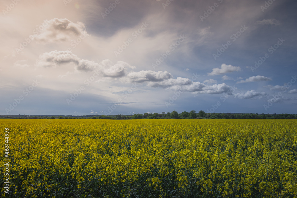 Landscape shot on a flowering rapeseed field