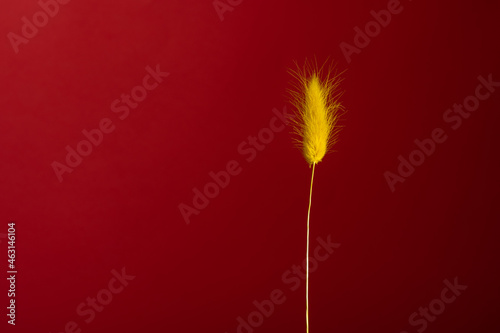 Strange decorative yellow flower creation on a deep red background