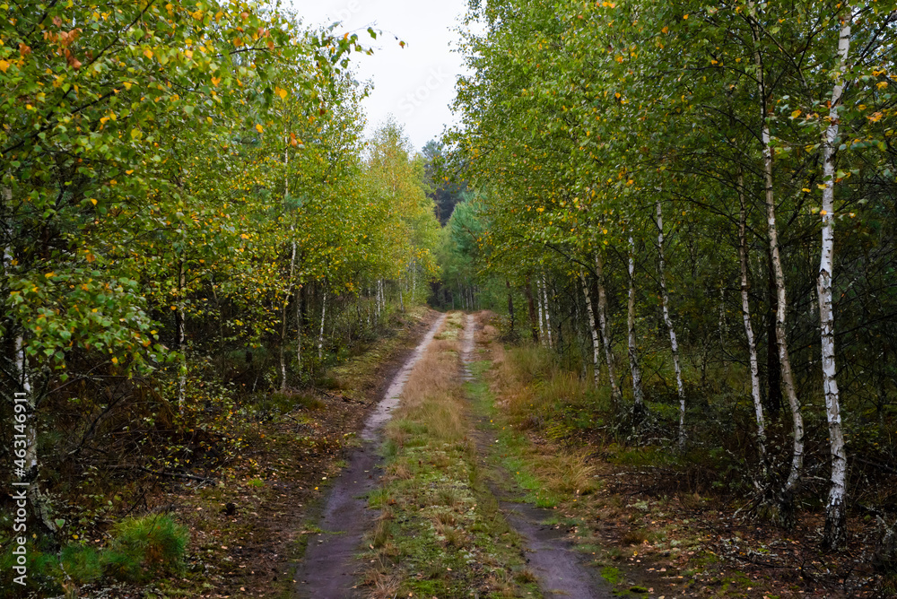 Obraz premium footpath in the woods
