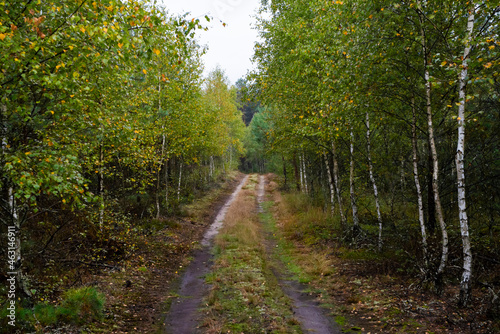 footpath in the woods