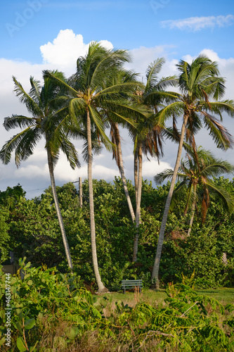 Wallpaper Mural Bank unter Palmen in Florida Torontodigital.ca