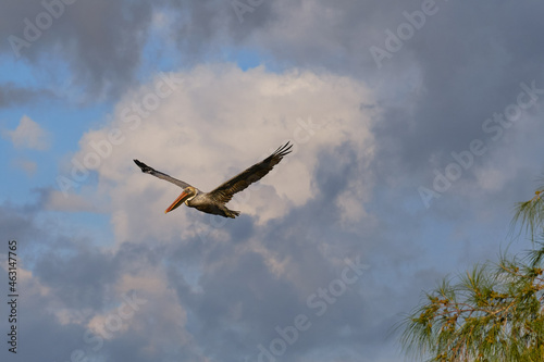 Pelikan mit gespannten Flügeln im Anflug 