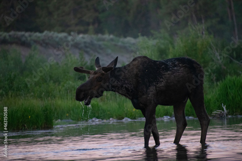 Moose in a River