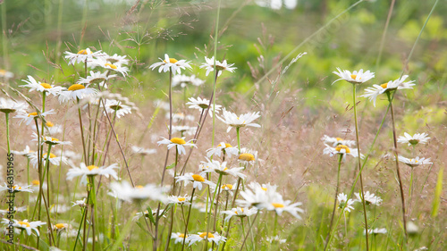 Fototapeta Naklejka Na Ścianę i Meble -  Blossoms. Chamomile. Blooming chamomile field, Chamomile flowers on a summer meadow, Summer landscape with camomiles.