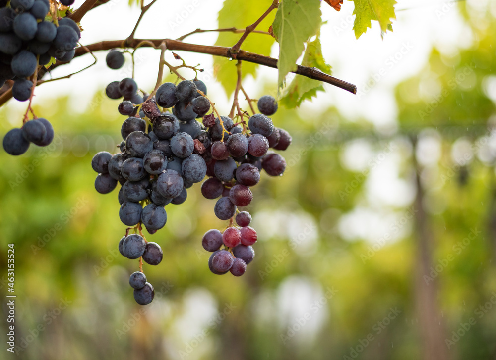 Bunch of dark grapes hanging on vines inside the vineyard