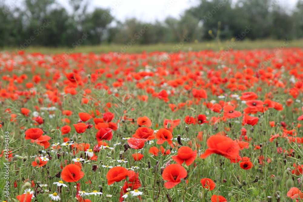 Obraz premium Champ de coquelicots 