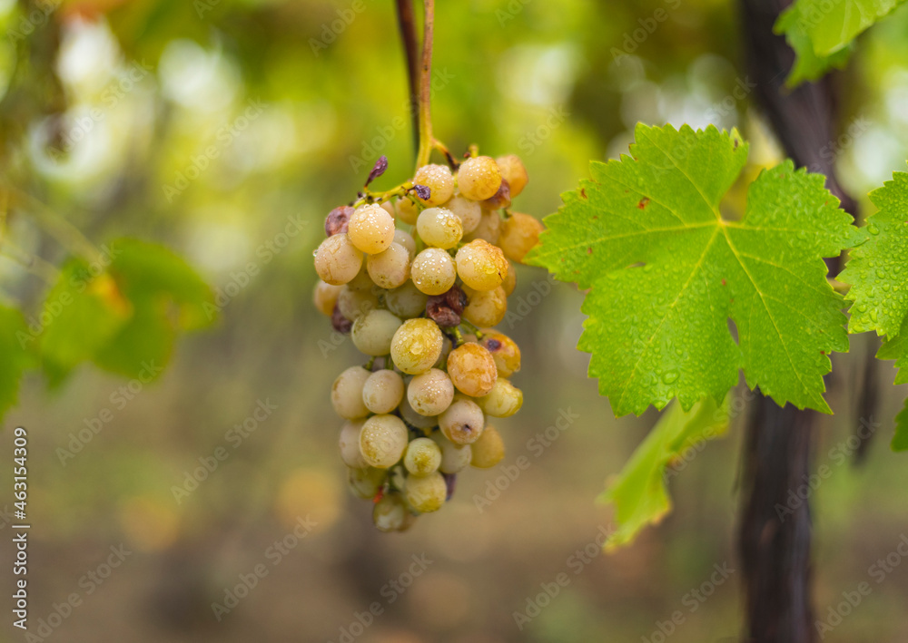 White grapes hanging from the vine