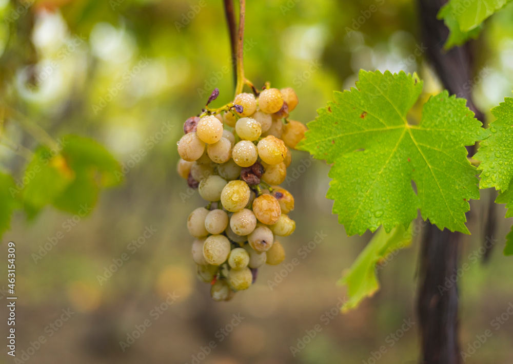 White grapes hanging from the vine White grapes hanging from the vine