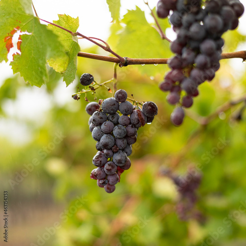 Bunch of dark grapes hanging on vines inside the vineyard