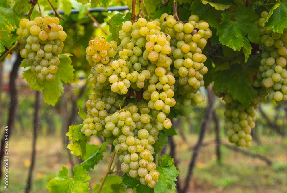 White grapes hanging from the vine