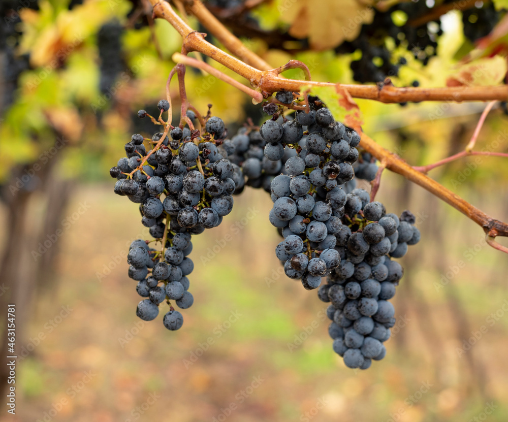 Fototapeta premium Bunch of dark grapes hanging on vines inside the vineyard