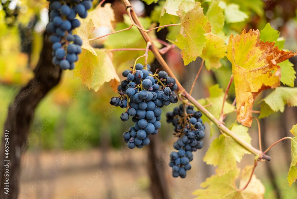 Fototapeta premium Bunch of dark grapes hanging on vines inside the vineyard