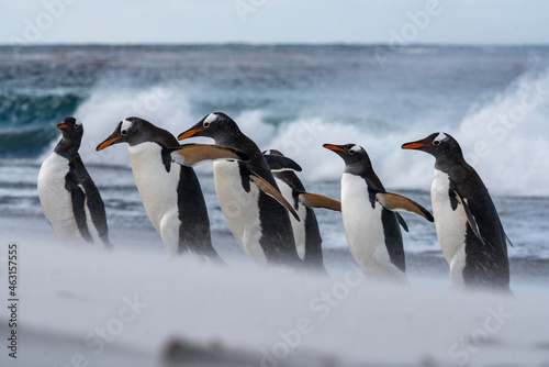 Un groupe de manchots papous sortant de la mer en luttant contre le vent et le sable sur une plage des Falkland.
