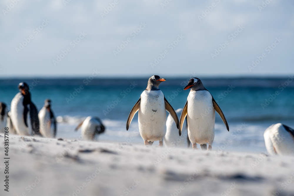 Obraz premium Deux manchots papous se déplaçant sur une plage des îles Falkland balayée par le vent.