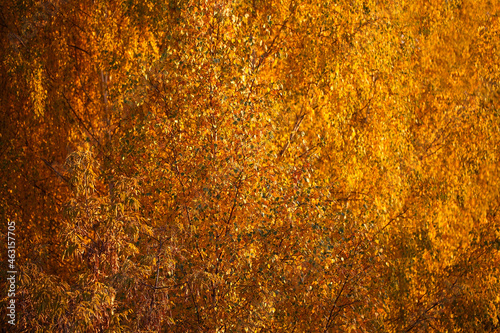 Golden crowns of trees in autumn. Sunny foliage texture