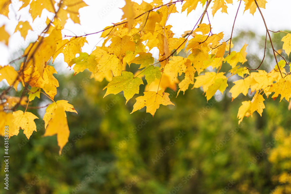 Autumn nature background with golden maple leaves in the sunlight Autumn nature background with golden maple leaves in the sunlight