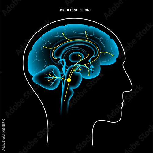 Norepinephrine hormone pathway