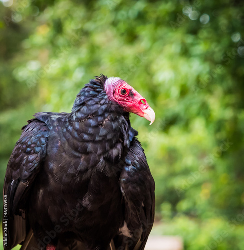 A turkey vulture closeup in a raptor park in saarburg  copy space