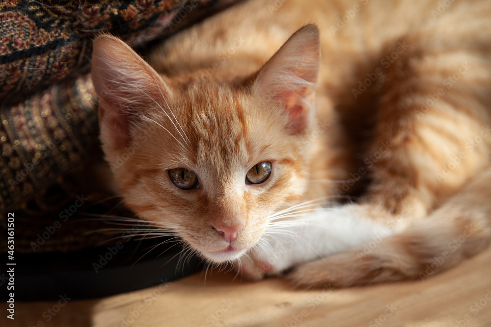 Ein rotes 5 Monate altes Kätzchen liegt auf einem Holztisch und schaut den Betrachter an. Die Stimmung ist warm. Im Hintergrund ein Gold glitzerndes Tuch.