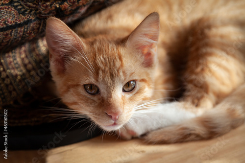 Ein rotes 5 Monate altes Kätzchen liegt auf einem Holztisch und schaut den Betrachter an. Die Stimmung ist warm. Im Hintergrund ein Gold glitzerndes Tuch. © atremis
