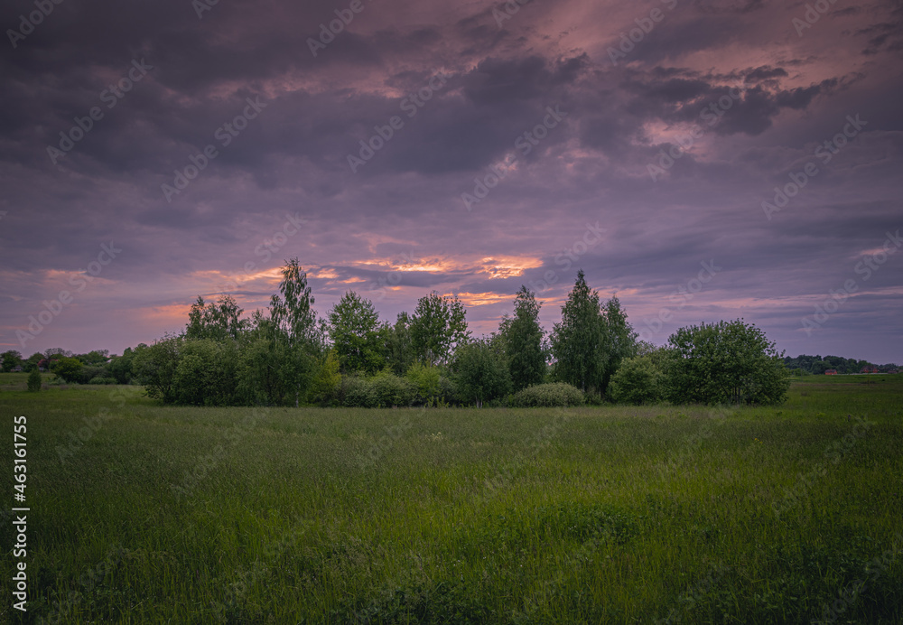 Meadow of Trees on a Green Field at Purple Sunset