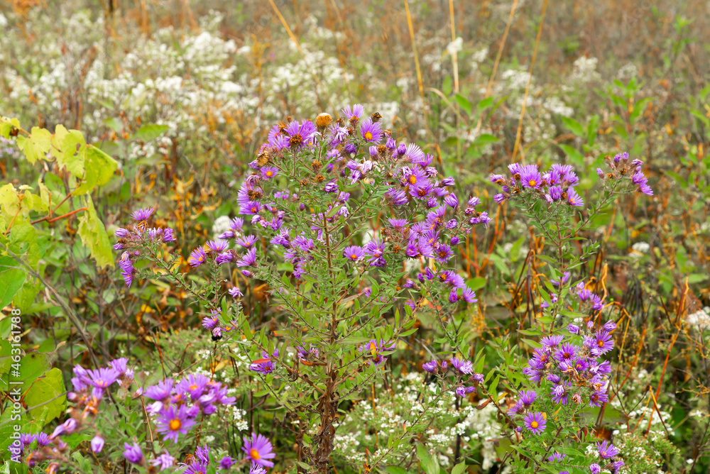 Fototapeta premium Autumn wildflowers.