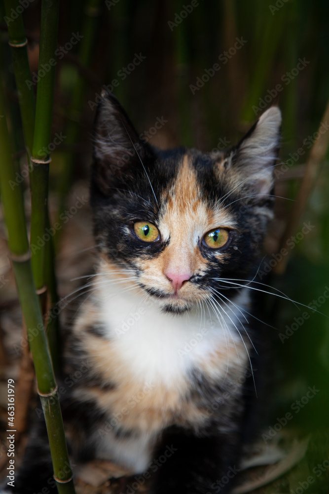 Eine mehrfarbige junge Katze sitzt draußen im Bambus vor dunklem Hintergrund.