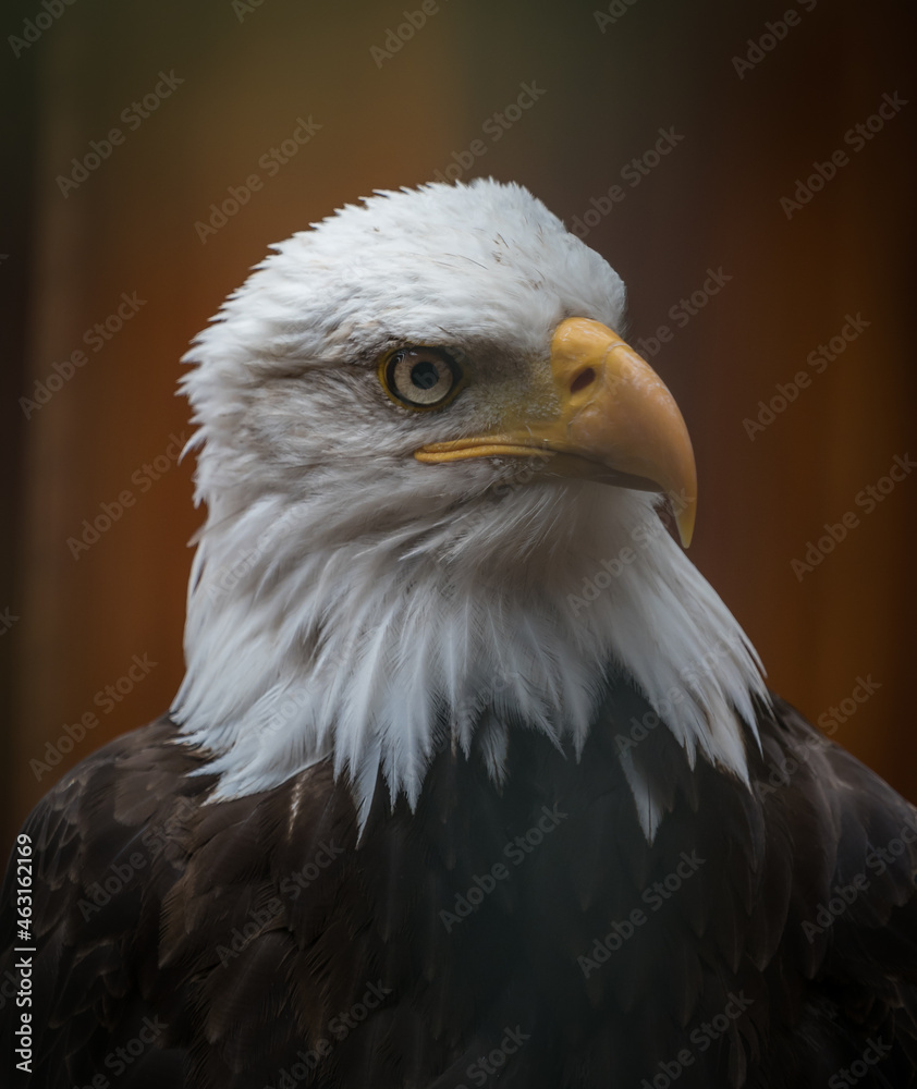 Obraz premium A bald eagle closeup in a falcrony in saarburg, copy space