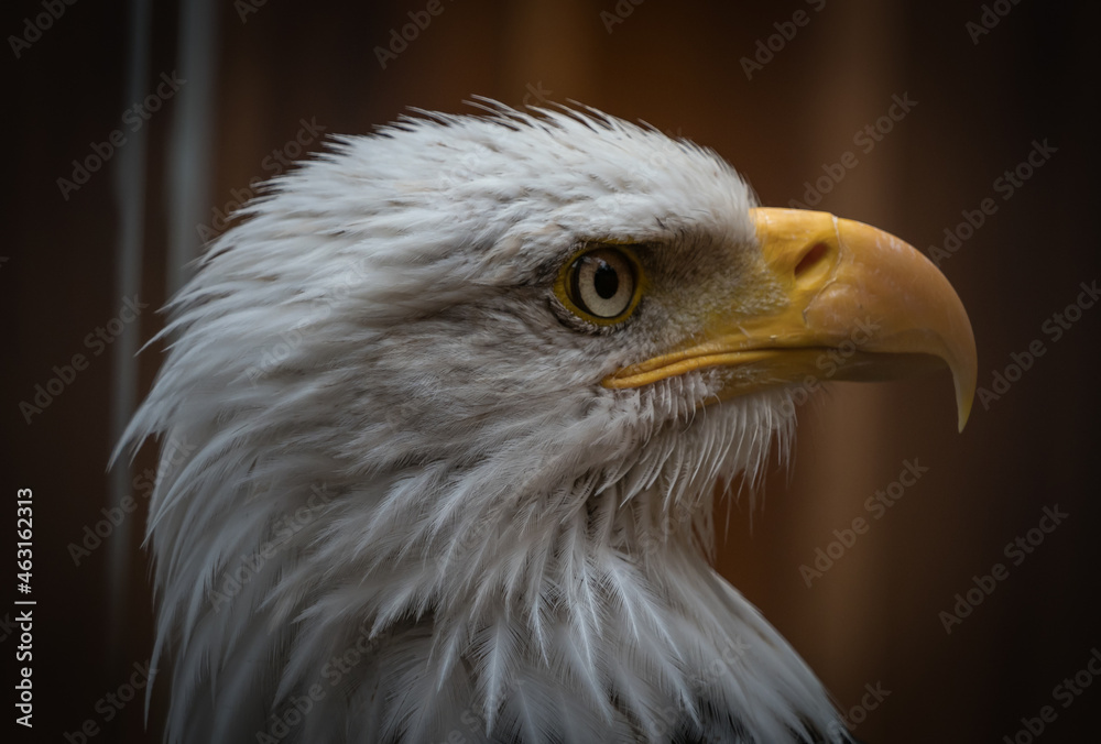 Fototapeta premium A bald eagle closeup in a falcrony in saarburg, copy space