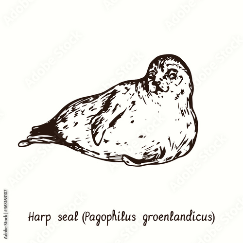 Harp seal (Pagophilus groenlandicus). Ink doodle drawing 