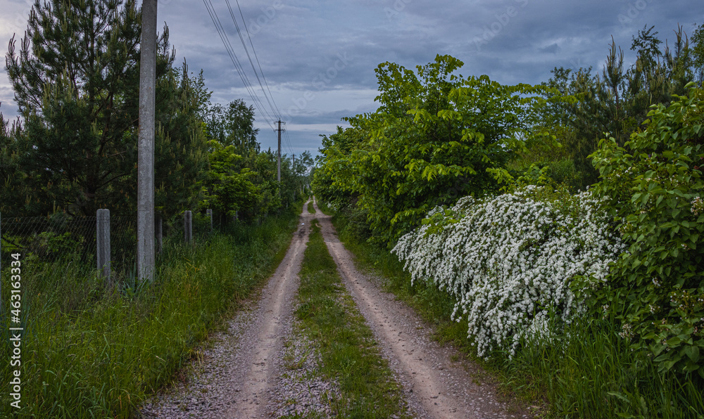 Dirt Road on a Field with Flowering Bushes