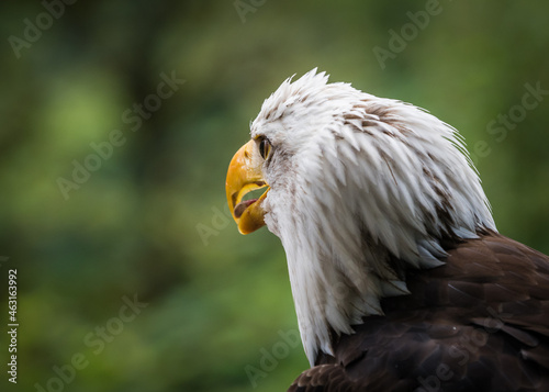 A bald eagle closeup in a falcrony in saarburg, copy space photo