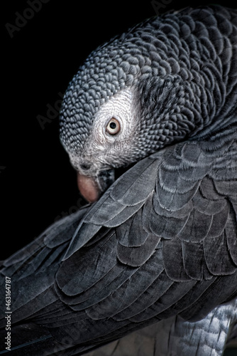 gray and white parrot