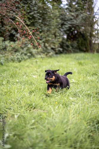 Rottweilerwelpe im Sprung