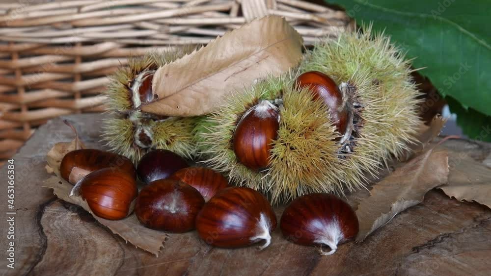 chestnuts with hedghogs and chestnut leaves rotate on wooden cutting board. The typical fresh autumn fruits. Chestnut harvest time. chestnuts with hedghogs and chestnut leaves rotate on wooden cutting board. The typical fresh autumn fruits. Chestnut harvest time.