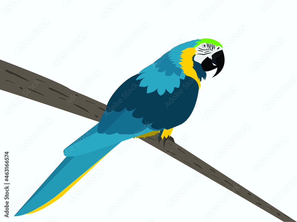 Naklejka The Blue and yellow Macaw, Ara ararauna also known as the  blue-and-gold macaw - large South American parrot with mostly blue top  parts and light orange underparts. Post card, poster, print,