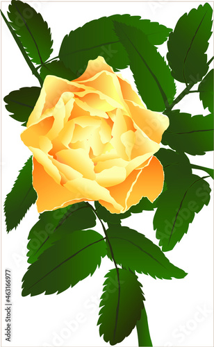 Yellow rose design. Wedding invite, rsvp, thank you card floral design. Blush peach Rose. For greeting, birthday, wedding or other event card. Trendy, elegant editable set.