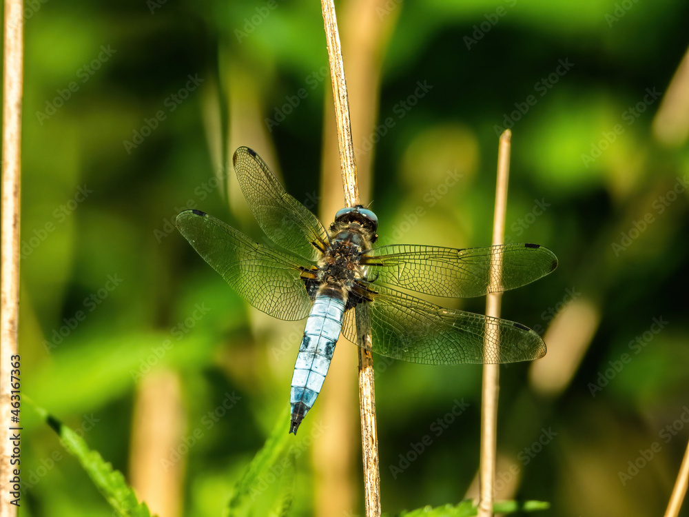 close up of big dragonfly sitting on a blade of grass close up of big dragonfly sitting on a blade of grass