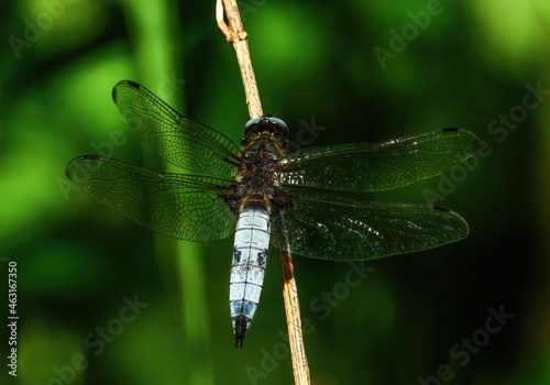 close up of big dragonfly sitting on a blade of grass