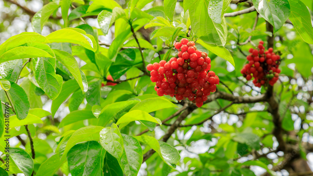 Obraz premium rain drops on red tropical berries 