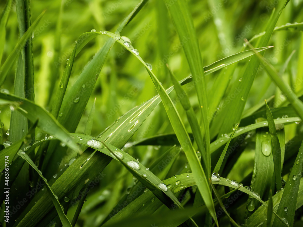 raindrops on the carex grass - obrazy, fototapety, plakaty 