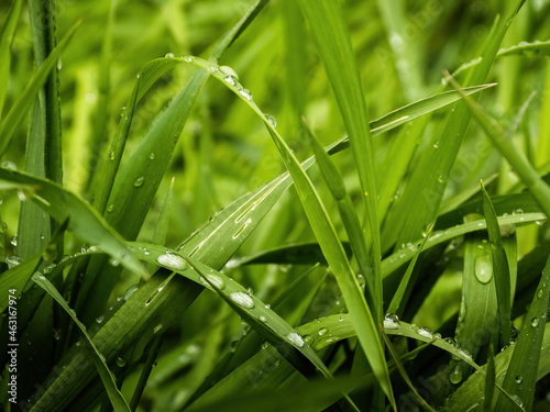 raindrops on the carex grass