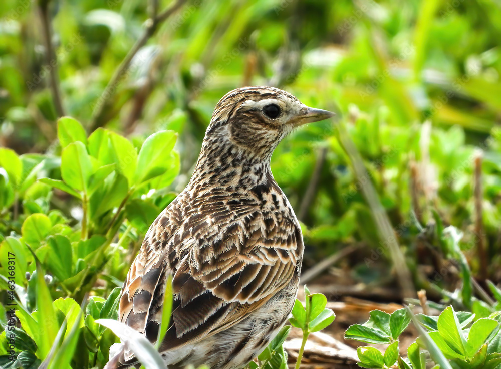 eurasian skylark bird in the grass eurasian skylark bird in the grass